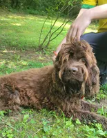 Max, a male Cocker Spaniel for sale in Hanceville, AL – 2 of 3