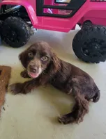 Choco, a male Cocker Spaniel for sale in Hanceville, AL – 3 of 3