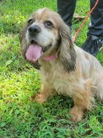 Moma, a female Cocker Spaniel for sale in Hanceville, AL – 3 of 3