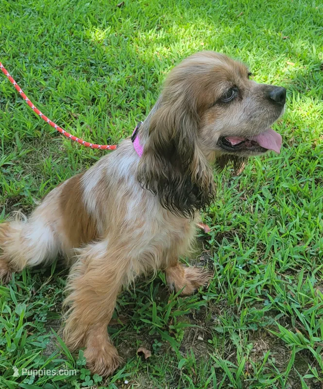 Moma – Cocker Spaniel puppy for sale in Hanceville, AL