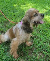 Moma, a female Cocker Spaniel for sale in Hanceville, AL – 1 of 3