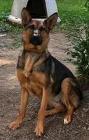 Nova , a female German Shepherd Dog for sale in Hanceville, AL – 2 of 2
