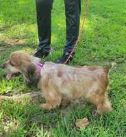 Moma, a female Cocker Spaniel for sale in Hanceville, AL – 2 of 3