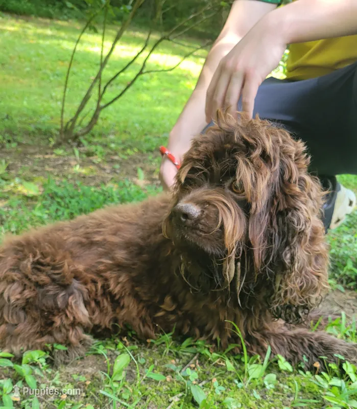Max – Cocker Spaniel puppy for sale in Hanceville, AL