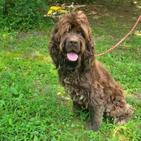 Max, a male Cocker Spaniel for sale in Hanceville, AL – 3 of 3