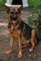 Nova , a female German Shepherd Dog for sale in Hanceville, AL – 1 of 2