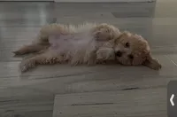 Moka, a female Maltipoo for sale in North Hollywood, CA – 1 of 3