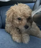 Moka, a female Maltipoo for sale in North Hollywood, CA – 3 of 3