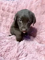 Tuff, a male Australian Shepherd and Labrador Retriever for sale in Fredericktown, OH – Photo 3 of 5