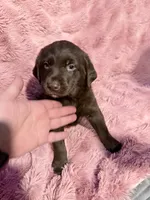 Tuff, a male Australian Shepherd and Labrador Retriever for sale in Fredericktown, OH – Photo 5 of 5