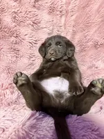 Tuff, a male Australian Shepherd and Labrador Retriever for sale in Fredericktown, OH – Photo 1 of 5