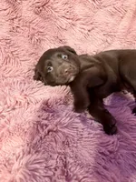 Tuff, a male Australian Shepherd and Labrador Retriever for sale in Fredericktown, OH – Photo 4 of 5