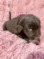 Tuff, a male Australian Shepherd and Labrador Retriever for sale in Fredericktown, OH – Photo 2 of 5