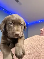 processed/6b82ecdc-350c-4435-9970-de236c3a4601/listing/cc8e64ca-40c7-40cb-9b82-bf59266903b7/74383a10-2a43-41e8-84e0-bdced5010dcb