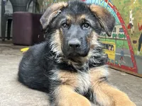 Simba, a male German Shepherd Dog for sale in Gresham, OR – 7 of 10