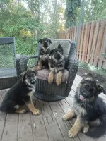 Simba, a male German Shepherd Dog for sale in Gresham, OR – 2 of 10