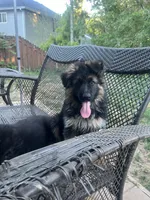 Simba, a male German Shepherd Dog for sale in Gresham, OR – 5 of 10
