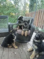 Simba, a male German Shepherd Dog for sale in Gresham, OR – 4 of 10