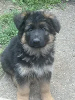 Simba, a male German Shepherd Dog for sale in Gresham, OR – 9 of 10