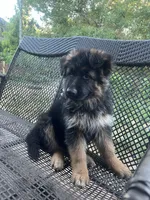 Simba, a male German Shepherd Dog for sale in Gresham, OR – 6 of 10