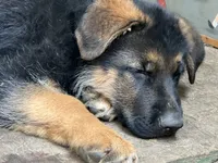Simba, a male German Shepherd Dog for sale in Gresham, OR – 1 of 10