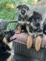 Simba, a male German Shepherd Dog for sale in Gresham, OR – 3 of 10