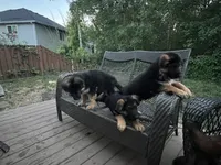 Simba, a male German Shepherd Dog for sale in Gresham, OR – 8 of 10