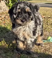 Barrel, a male Miniature Bernedoodle for sale in Venice, FL – Photo 5 of 8