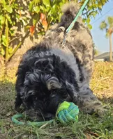 Barrel, a male Miniature Bernedoodle for sale in Venice, FL – Photo 4 of 8