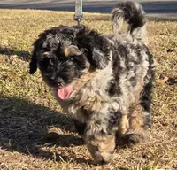 Barrel, a male Miniature Bernedoodle for sale in Venice, FL – Photo 1 of 8