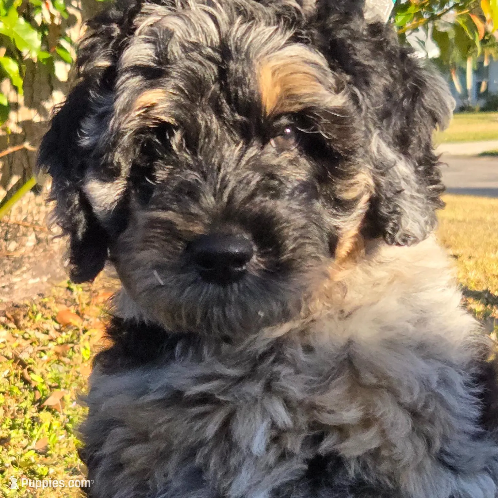 Barrel, a male Miniature Bernedoodle for sale in Venice, FL – Photo 8 of 8