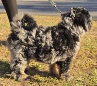 Barrel, a male Miniature Bernedoodle for sale in Venice, FL – Photo 3 of 8