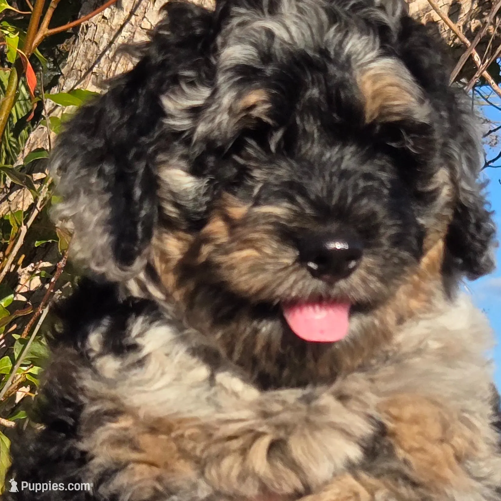 Barrel, a male Miniature Bernedoodle for sale in Venice, FL – Photo 7 of 8