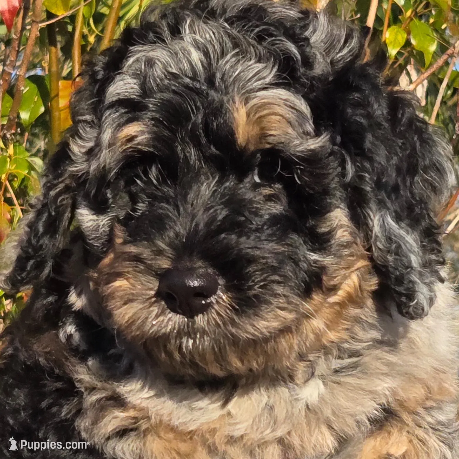 Barrel, a male Miniature Bernedoodle for sale in Venice, FL – Photo 6 of 8