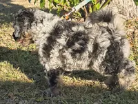 Barrel, a male Miniature Bernedoodle for sale in Venice, FL – Photo 2 of 8