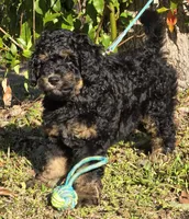 Teddy, a male Miniature Bernedoodle for sale in Venice, FL – Photo 3 of 6