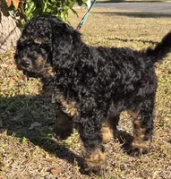 Teddy, a male Miniature Bernedoodle for sale in Venice, FL – Photo 6 of 6