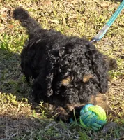 Teddy, a male Miniature Bernedoodle for sale in Venice, FL – Photo 2 of 6