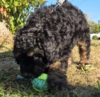 Teddy, a male Miniature Bernedoodle for sale in Venice, FL – Photo 4 of 6