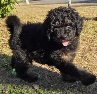 Jack, a male Miniature Bernedoodle for sale in Venice, FL – Photo 7 of 10
