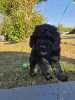 Jack, a male Miniature Bernedoodle for sale in Venice, FL – Photo 8 of 10