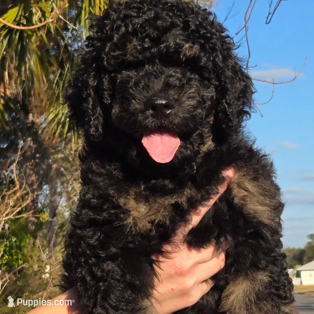 Jack, a male Miniature Bernedoodle for sale in Venice, FL – Photo 4 of 10