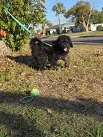 Jack, a male Miniature Bernedoodle for sale in Venice, FL – Photo 10 of 10