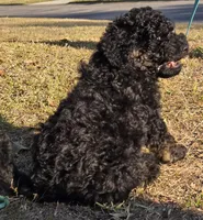 Jack, a male Miniature Bernedoodle for sale in Venice, FL – Photo 6 of 10