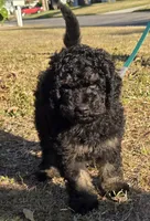 Jack, a male Miniature Bernedoodle for sale in Venice, FL – Photo 5 of 10
