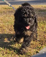 Jack, a male Miniature Bernedoodle for sale in Venice, FL – Photo 2 of 10