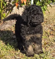 Jack, a male Miniature Bernedoodle for sale in Venice, FL – Photo 3 of 10