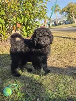 Jack, a male Miniature Bernedoodle for sale in Venice, FL – Photo 9 of 10