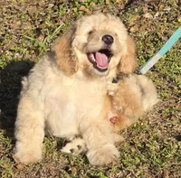 Sally, a female Miniature Bernedoodle for sale in Venice, FL – Photo 2 of 8