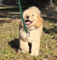 Sally, a female Miniature Bernedoodle for sale in Venice, FL – Photo 3 of 8